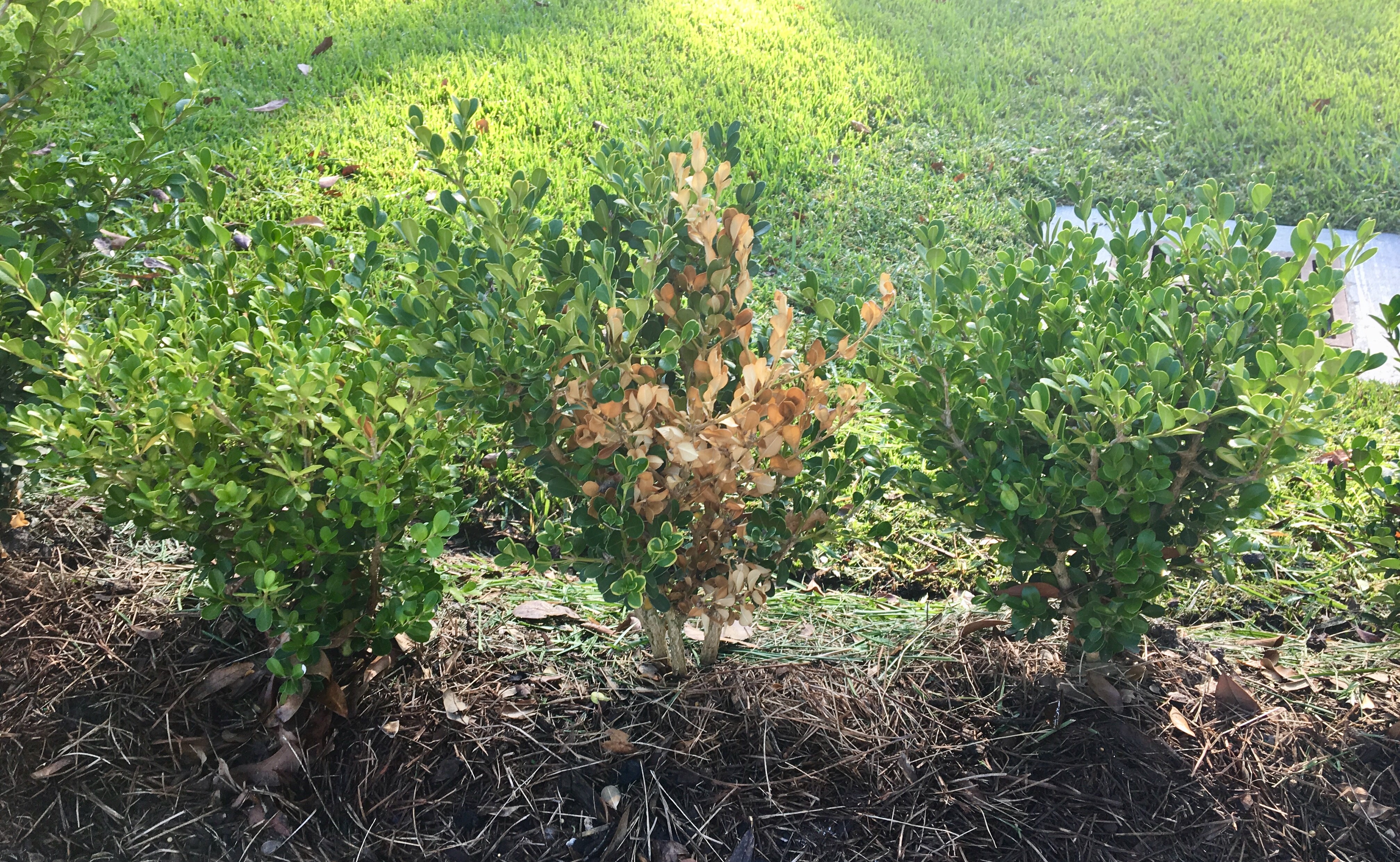 Boxwood dieback disease training set for April 28 in Forest Hill